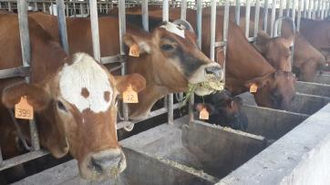 Implementando Proyectos de ADAPTACIÓN Uso de la tecnología de fertirriego para el aseguramiento de las fuentes de alimentación de ganado lechero y doble propósito, mediante el abastecimiento de