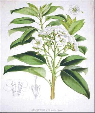 Ma. Goreti Campos-Ríos: Revisión del género Bourreria P. Browne (Boraginaceae) en México venación prominente, 8-10 venas secundarias, peciolos 1.7-4 cm largo, glabros a puberulentos.