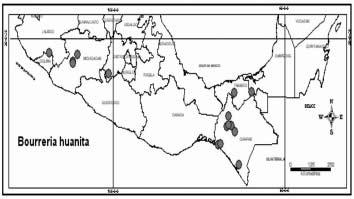 Núm. 19:39-103 Agosto 2005 Fig. 6. Distribución de Bourreria huanita. COSTA RICA, Nicoya-Centro-Gte.. Sept 18, 1986, Poveda 4160 (F), Fig. 6. 5. Bourreria longiflora I. M. Johnst., J. Arnold Arbor.