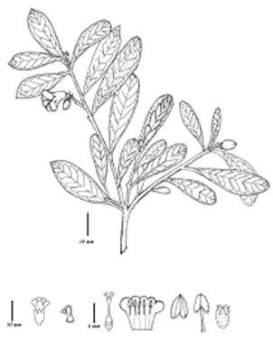 Ma. Goreti Campos-Ríos: Revisión del género Bourreria P. Browne (Boraginaceae) en México y 1880 m.s.n.m. Florece de abril a noviembre con el máximo entre junio y agosto y la fructificación se extiende hasta diciembre.