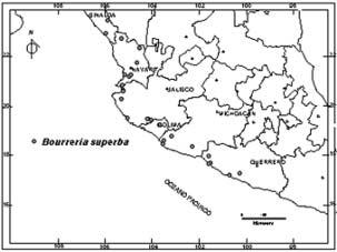 Ma. Goreti Campos-Ríos: Revisión del género Bourreria P. Browne (Boraginaceae) en México Fig. 24. Distribución de Bourreria superba.