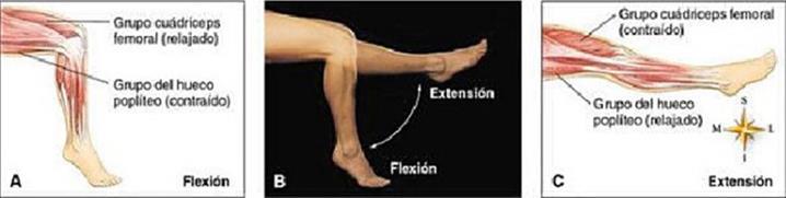 Los términos utilizados con más frecuencia para describir los movimientos corporales son: 1. Flexión y extensión 2. Abducción y aducción 3. Rotación y circunducción 4. Supinación y pronación 5.