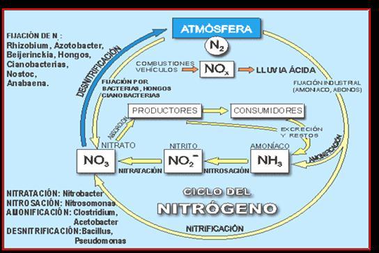 CICLO DEL NITRÓGENO El ciclo del nitrógeno, es importante en el mantenimiento de la vida, las plantas deben de contar con él, para formar compuestos químicos como son las proteínas, ácidos nucleicos
