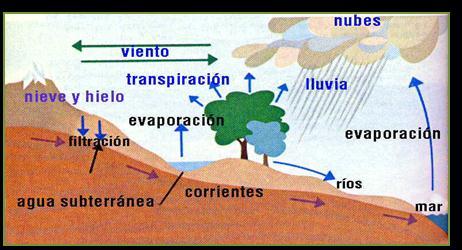 8. Las principales fuentes de fósforo en un ecosistema terrestre, son: A. Rocas sedimentarias, donde se encuentren enlazado con el oxígeno en forma de fosfato B.