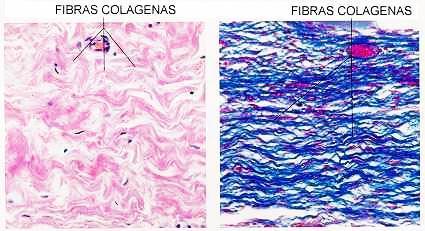Colágena Proteína mas abundante en MEC, 25-30% del P.C. Fibras con elevada fuerza tensil. Secretada por varios tipos cel. De tej. conectivo (incluye fibroblastos).