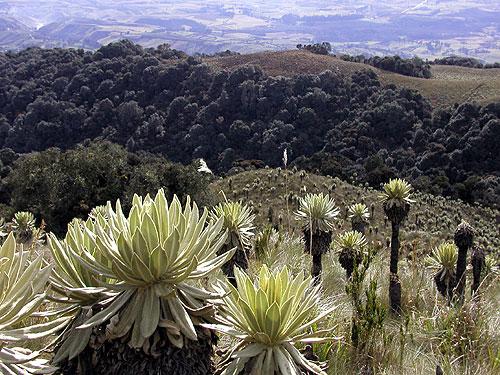 Conclusiones El Ecuador es un país megadiverso Con el mayor número de especies por área del