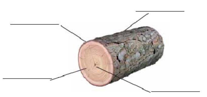 30. Observa el tronc d arbre i escriu el nom de les seves parts 31. Quin és el procés d'obtenció de la fusta? 32. Enumera una sèrie de fustes naturals d'ús habitual. 33.