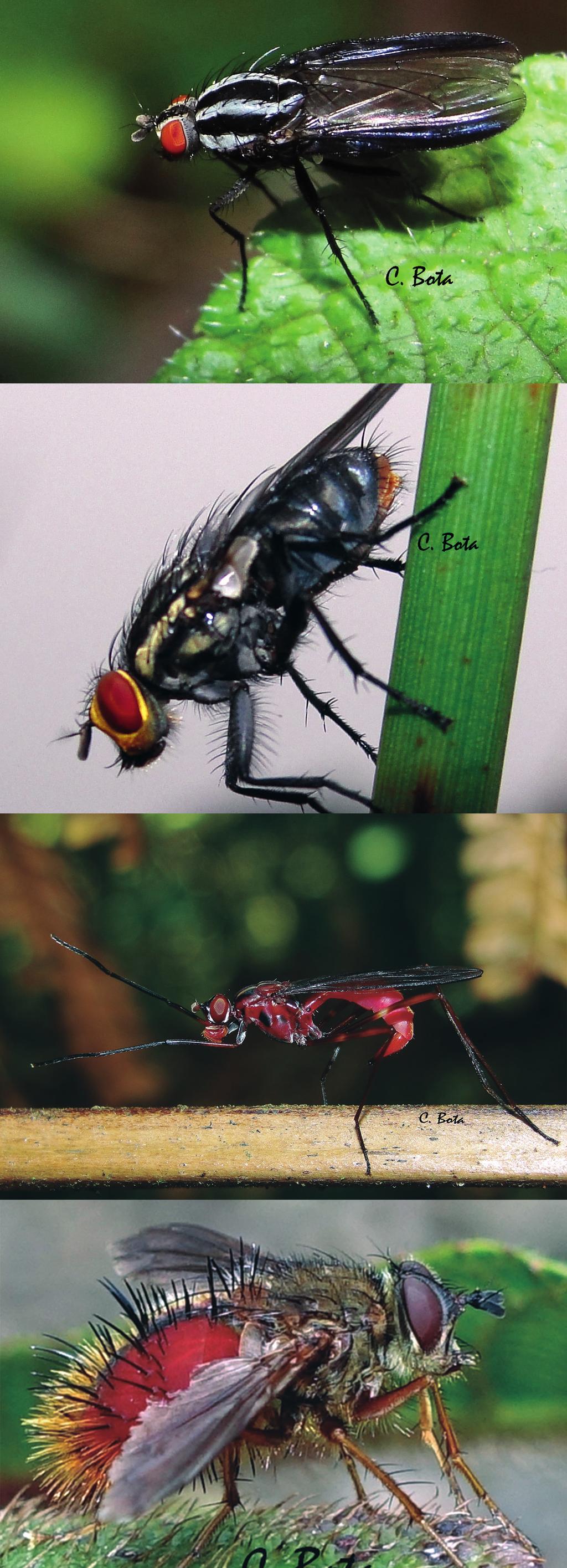 comportamiento de los insectos que allí viven, así como la búsqueda de insectos con los cuales se pueda medir el estado de conservación de una zona determinada.