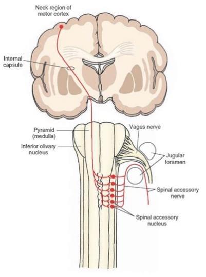 N. XI. Accesorio. El nervio accesorio es un nervio motor que está formado por la unión de una parte craneal y una raíz espinal.