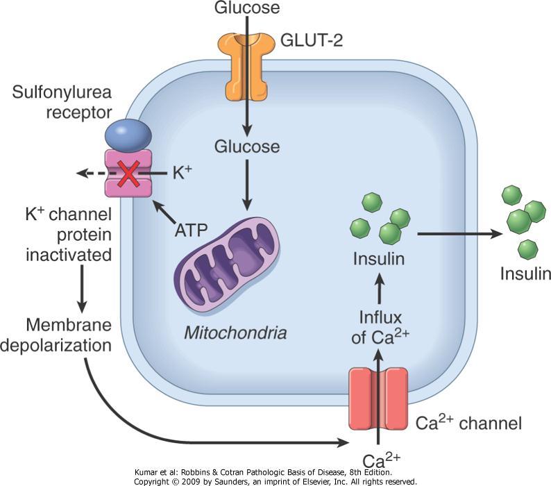 Secreción de insulina Las células beta expresan el canal de potasio sensible a ATP con 2 subunidades, Kir6.