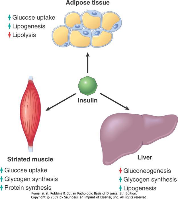 Acciones de Insulina en músculo estriado, tejido adiposo e hígado Los efectos anabólicos de la insulina son atribuibles al