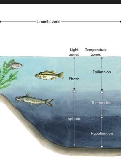 -Zona limnética fótica Fitoplancton: eventuales blooms Zooplancton: migración diaria Necton: Peces -Zona profunda Por debajo del punto de compensación de la luz Materia