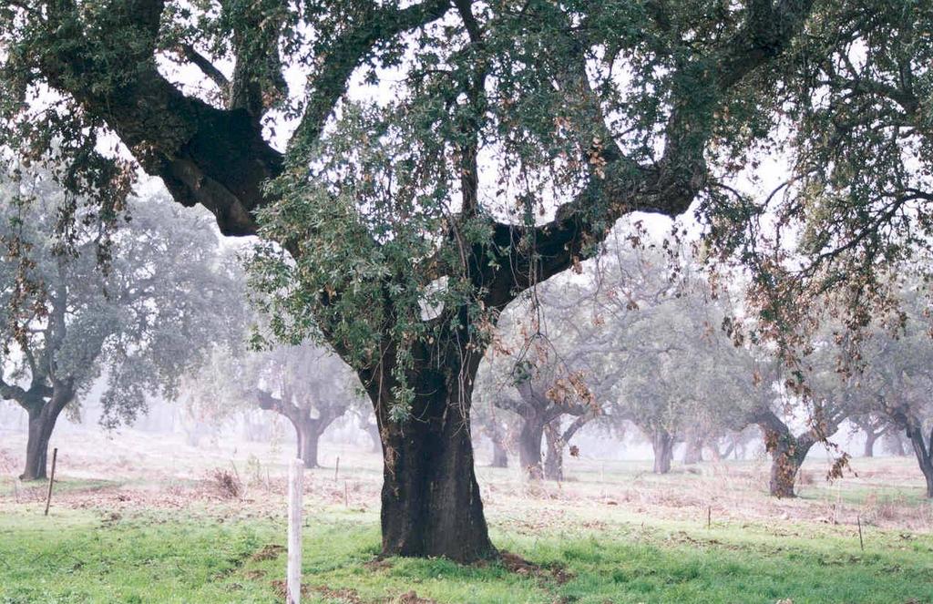 53 árboles plus pertenecientes a cuatro regiones de procedencia de España: Norte Cáceres- Salamanca, Sierra de San Pedro, Montes de Toledo, Sierra Morena Occidental RODAL SELECTO: EL ROZO CÓDIGO