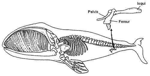 EVOLUCIÓ I ORGANISMES 1 Si observem els becs dels falcons podem comprovar que estan perfectament adaptats a la seva dieta de rapinyaire. Per què s'explicaria aquest fet segons Lamarck?