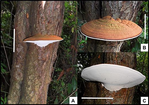 Rev. Biodivers. Neotrop. 2016; 6 (1): 7-11 9 bosque húmedo montano-chía). La citación del nombre científico siguió el sistema de clasificación propuesto por Index Fungorum.