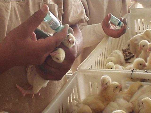 b) Lotes de pollos de carne, criados en granjas de edades múltiples en zonas de moderado o alto desafío para Bronquitis Infecciosa Programa alternativo: Adición de una fracción de BI a la vacuna