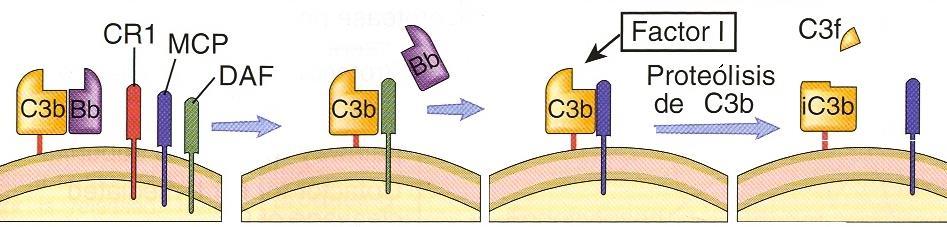 Sistemas de protección del complemento Factor I escinde e inactiva C4b,C3b, C3(H2O) Factor H cofactor de escisión e inactivación de C3b,