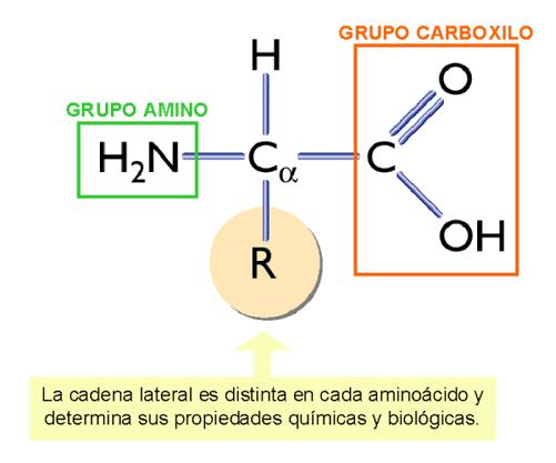 Las proteínas están formadas solamente por 20 aminoácidos que comparten la misma estructura, excepto el grupo radical que varía en