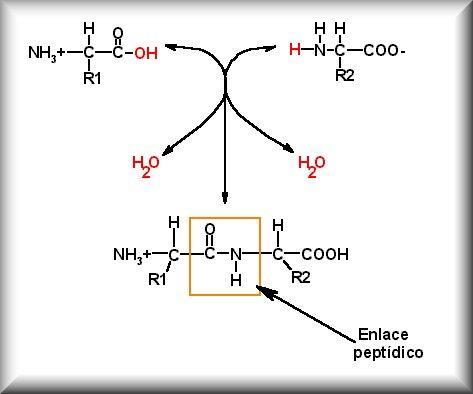 Péptidos Cuando se unen dos o más aminoácidos se forma un péptido.