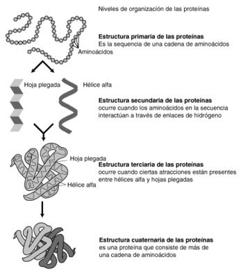 Las proteínas se clasifican en: Estructurales Contráctiles De reserva De defensa De transporte Hormonas Enzimas Lípidos Los lípidos se forman de átomos de