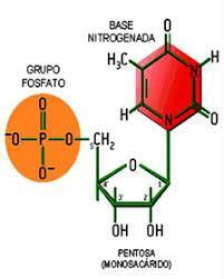 Ácidos nucleicos Los ácidos nucleicos son las moléculas que poseen la información genética.