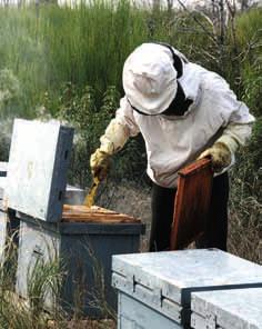 colmenas se colocó por encima de los 2,4 millones y el número de apicultores profesionales en torno a 24.600.