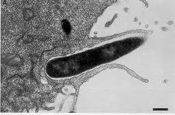 Invasión bacteriana Una bacteria es capaz de invadir al hospedero si ha