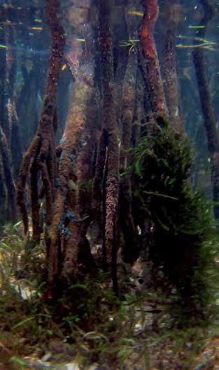 La menor diversidad se encuentra en los fondos fangosos de lagunas costeras rodeadas de mangle, donde domina el género Bostrychia Montagne in Ramón de la Sagra, como epifita en las raíces.