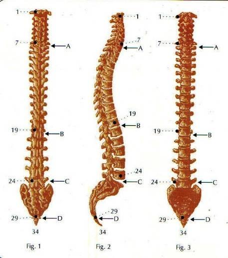 Es una vara fuerte y flexible que protege la medula espinal,