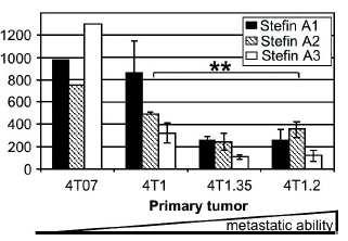 Stefin A reduces spontaneous metastasis to bone. Stefin A1-containing or BV-retroviral vectors were used to infect 4T1.2neo1 tumour cells.