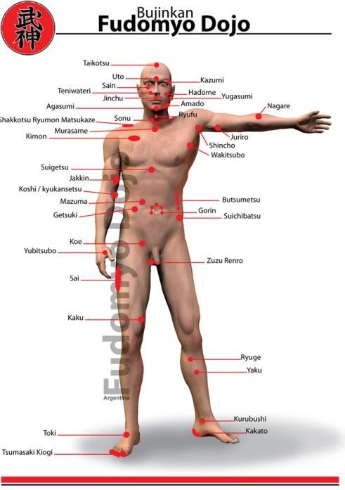 TREN INFERIOR 1-Región inguinal (Yako) Ubicación: Zona interna de la parte superior del muslo Acción: Trauma en la arteria y nervios subyacentes y el nervio que cierra, con gran dolor en el bajo
