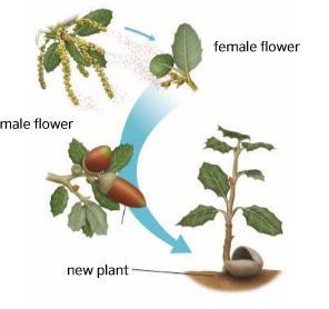 El viento, los insectos y otros agentes pueden transportar accidentamente polen de una flor a otra. Cuando las semillas caen al suelo y germinan, crece una planta nueva.