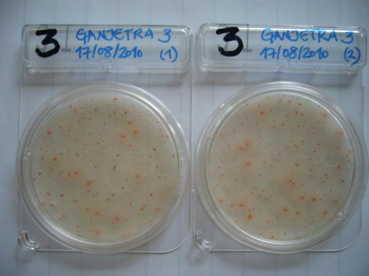 MICROBIOLÓGICOS (presencias / ausencias) - Enterococos y estreptococos fecales - Escherichia coli - Clostridium