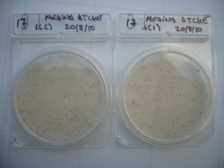 - Cianobacterias - Bacterias fototrofas MICROKIT: (http://www.laboratoriosmicrokit.