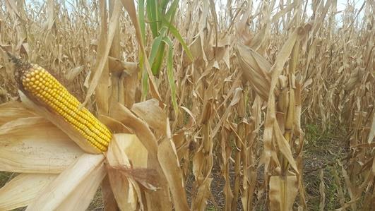 Lote de maíz de primera, en estado fisiológico R 6, en madurez fisiológica, con 18,5 a 19 % de humedad de grano, en el centro sur del departamento San Jerónimo.