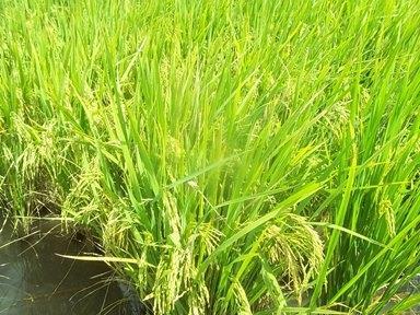 - Arroz El proceso de cosecha de arroz en la provincia evolucionó en forma normal y a buen ritmo, dado por las buenas condiciones climáticas y la pérdida de humedad de grano, debido a la madurez de