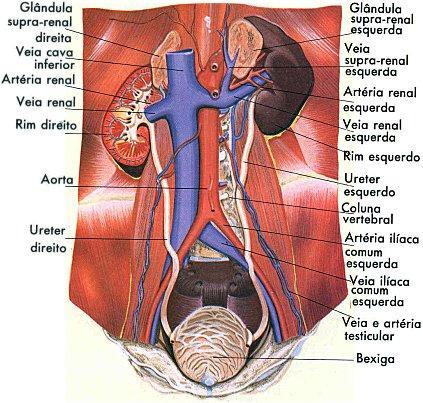 MARCO TEORICO: La orina es el producto de desecho líquido excretado por los riñones. Ésta se almacena en la vejiga hasta el momento de ser vaciada a través de la uretra.