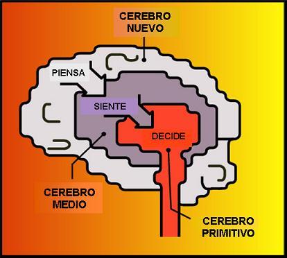 Nuestro cerebro 1.