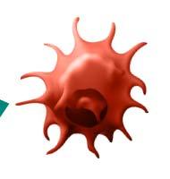 1. Pérdida de expresión del antígeno Células dendríticas TUMOR En la respuesta inmunológica adaptativa, el primer