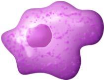 Macrófagos Célula madre hematopoyética Linfocitos T