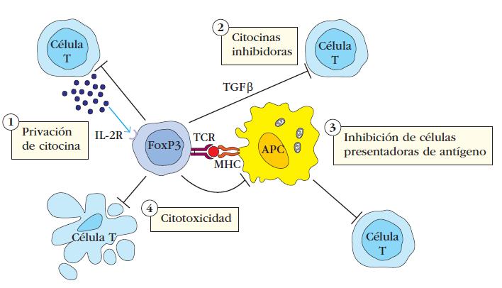 Cómo desactivan las células T