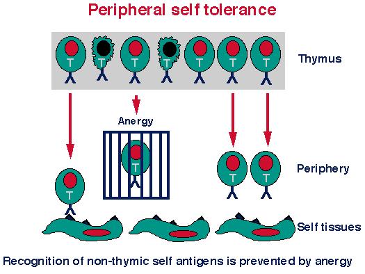 Anergia Estado celular en el cual el linfocito está vivo pero falla en funcionalidad Tolerancia periférica a lo propio