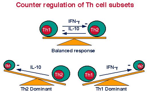 Balance de citoquinas Th1/Th2 Regulación entre subpoblaciones de