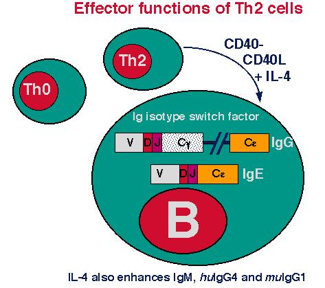 Funciones efectoras de células Th1