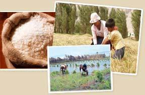 Arroz enero-abril 2010 Producción, rendimiento, siembras y precios La producción de arroz cáscara a nivel nacional entre enero y abril de este año fue 4.