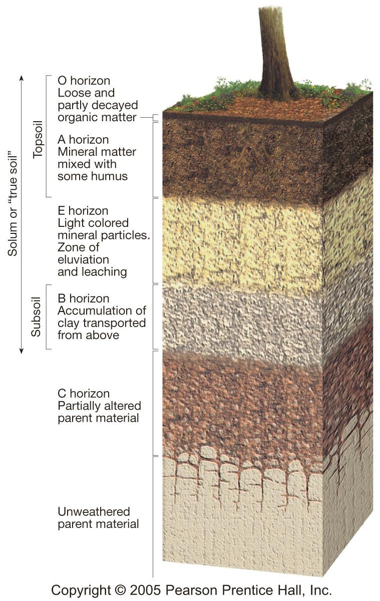 PERFIL IDEAL DE UN SUELO Presenta tres capas superpuestas denominadas horizontes. 1)Horizonte A (eluvial): Predomina el lavado de materiales.