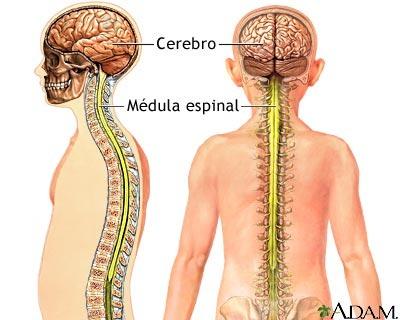 Sistema Nervioso Anatómico Central Cerebro