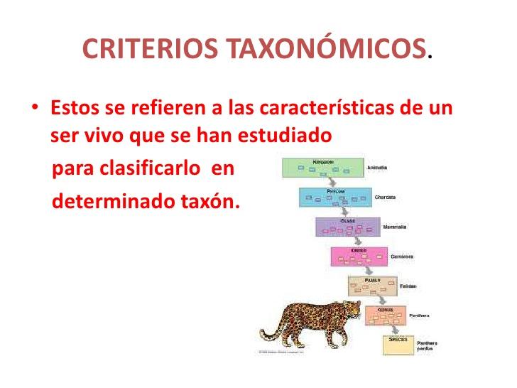 EN QUE CRITERIOS SE BASABA LA TAXONOMIA ANTERIORMENTE? Carlos Linneo, basó su sistema de clasificación en similitudes en la estructura del cuerpo.