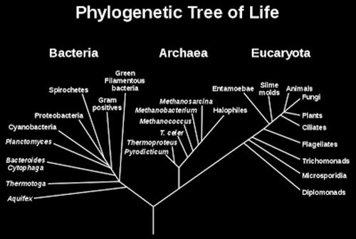 Eucariotas y las Células Procariotas. Acá te nombraremos las principales diferencia entre ellas: 1.