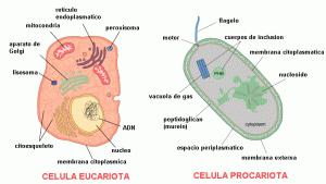 La célula eucariota posee un núcleo con membrana nuclear.
